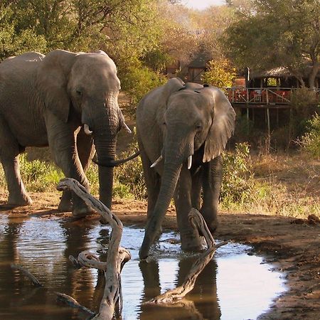 Umlani Bushcamp Villa Timbavati Game Reserve Eksteriør bilde