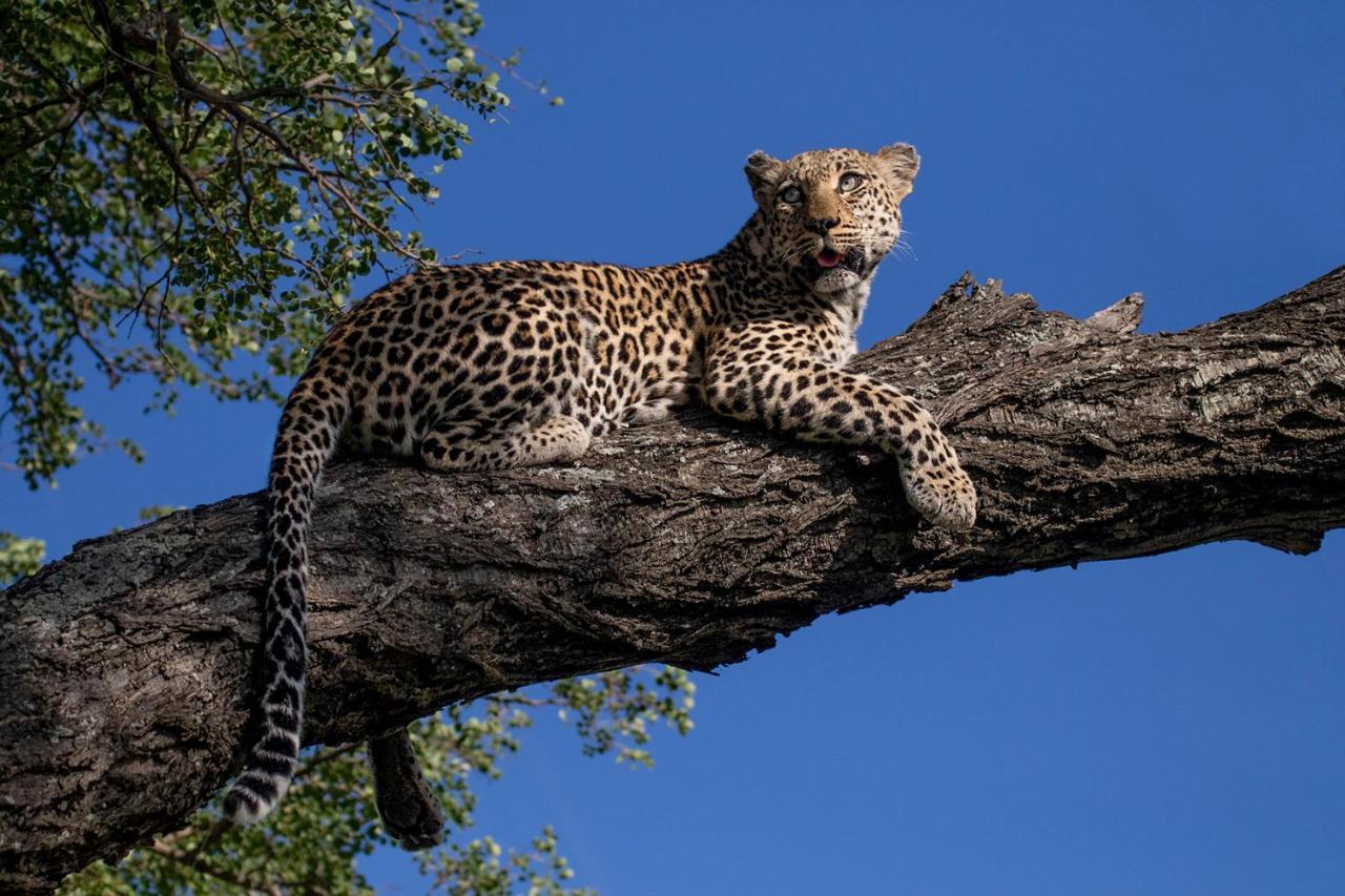 Umlani Bushcamp Villa Timbavati Game Reserve Eksteriør bilde