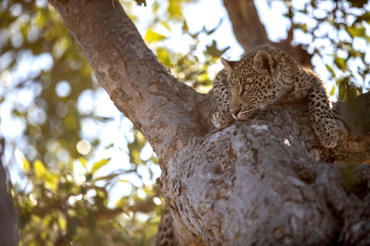 Umlani Bushcamp Villa Timbavati Game Reserve Eksteriør bilde