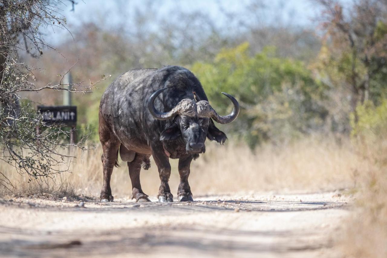 Umlani Bushcamp Villa Timbavati Game Reserve Eksteriør bilde