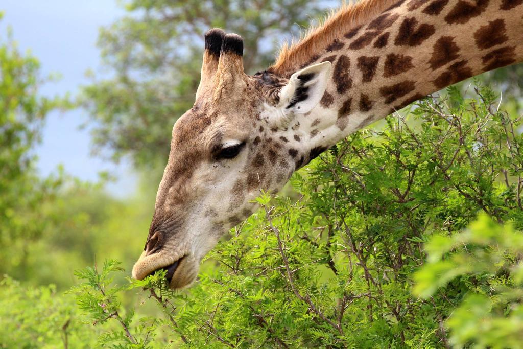 Umlani Bushcamp Villa Timbavati Game Reserve Eksteriør bilde