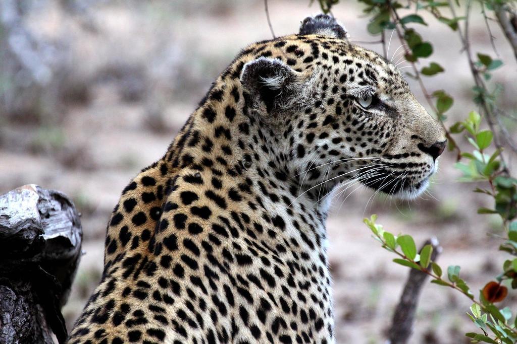 Umlani Bushcamp Villa Timbavati Game Reserve Eksteriør bilde