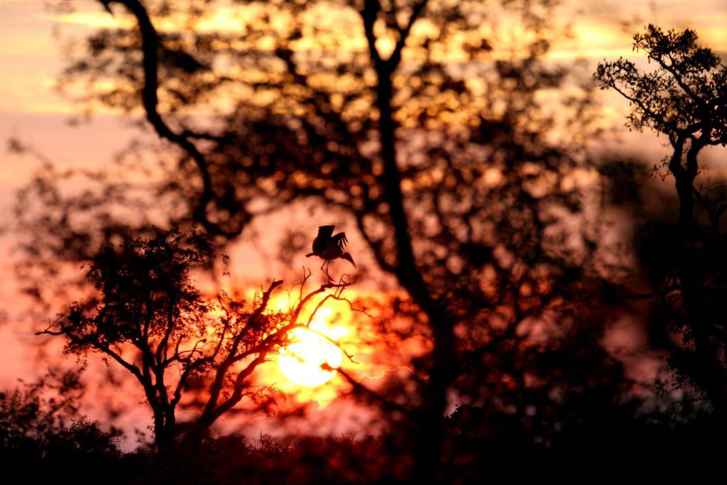 Umlani Bushcamp Villa Timbavati Game Reserve Eksteriør bilde