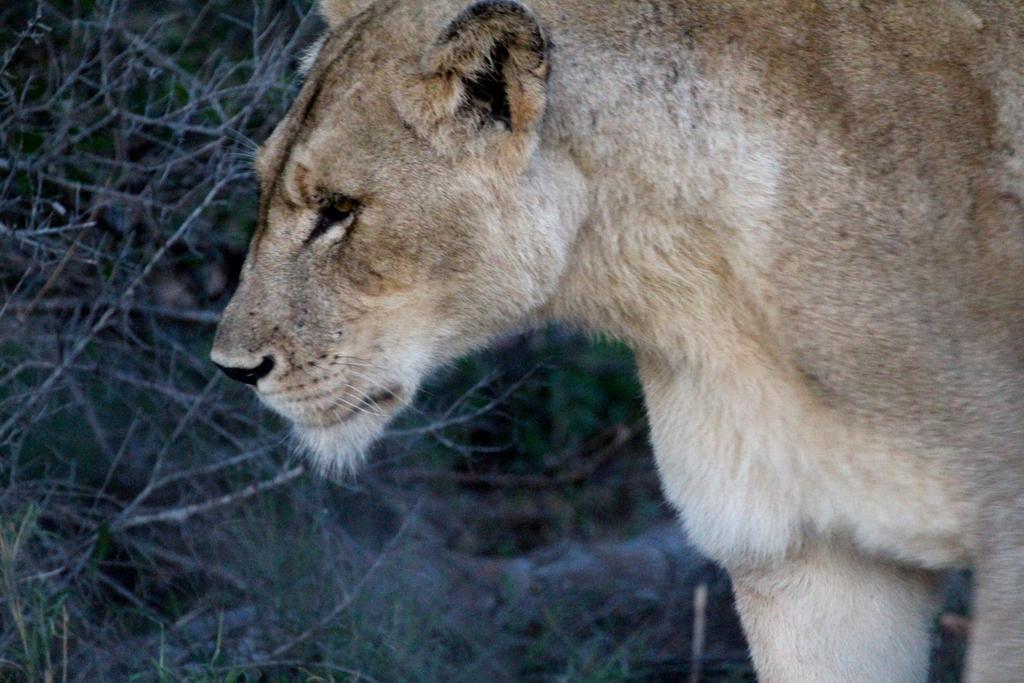 Umlani Bushcamp Villa Timbavati Game Reserve Eksteriør bilde