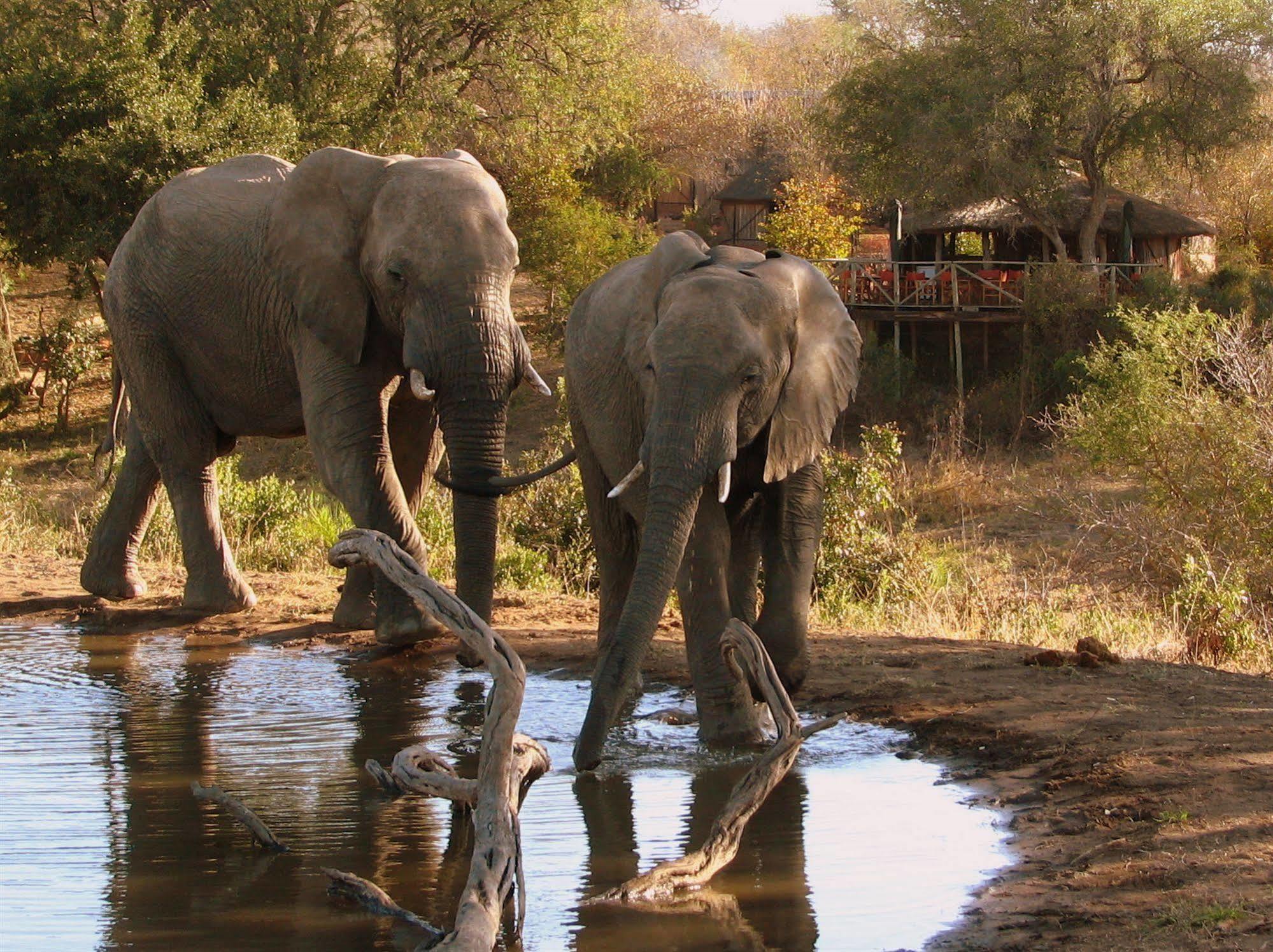 Umlani Bushcamp Villa Timbavati Game Reserve Eksteriør bilde